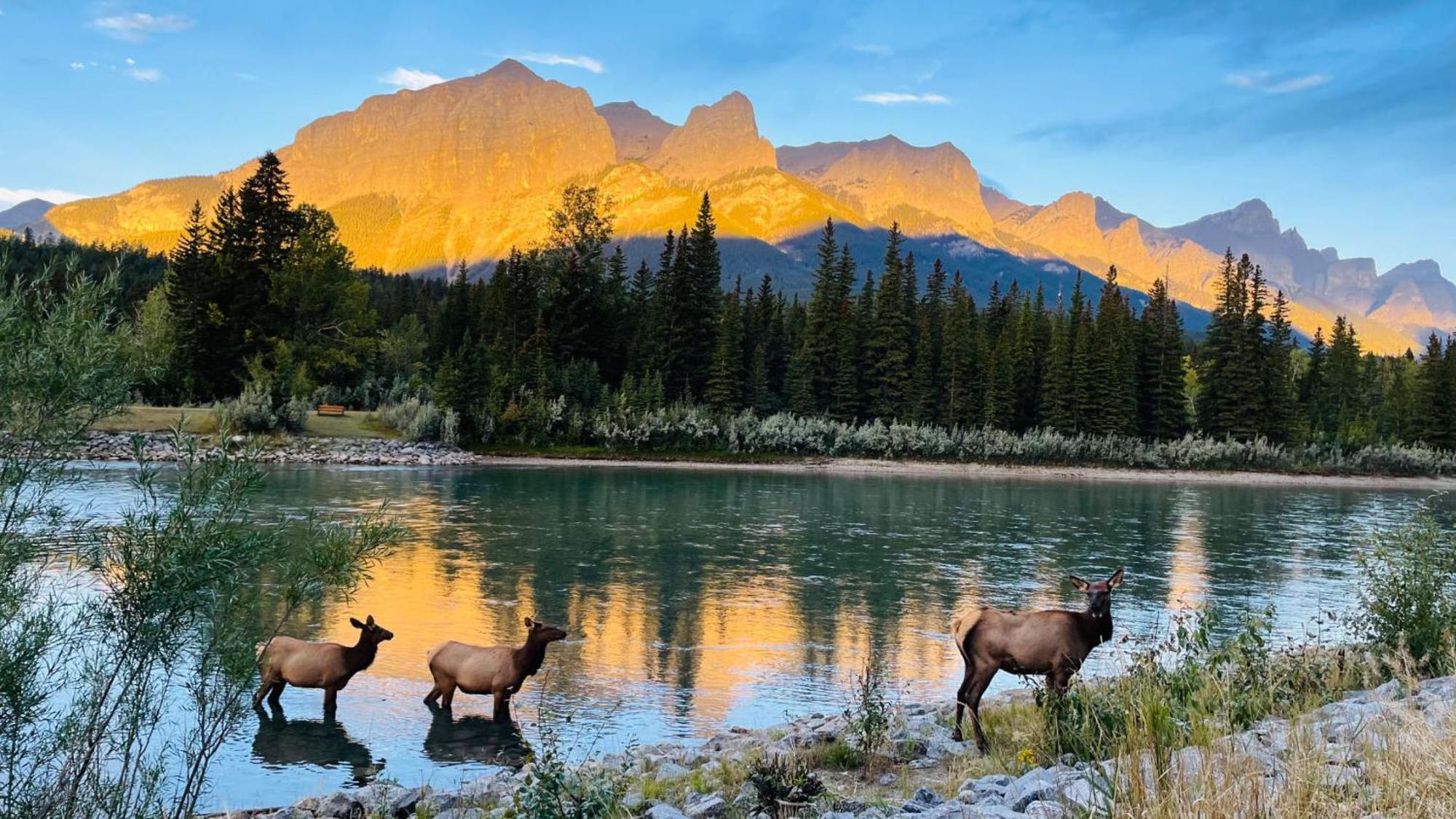 Unit #201 Cozy Mountain View 1Br In Dt Lägenhet Canmore Exteriör bild
